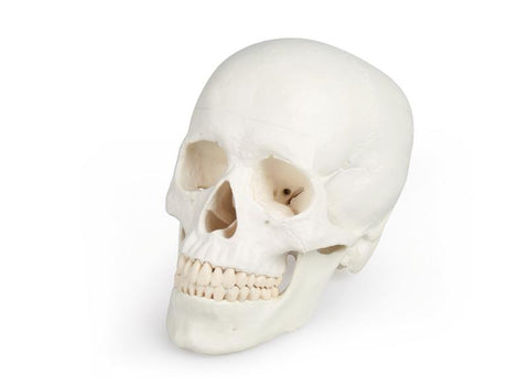 Model craniu, 3 piese - EZ Augmented Anatomy