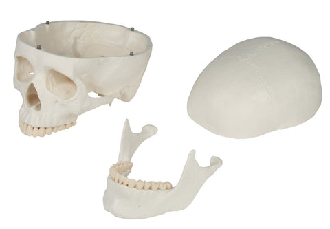 Model craniu, 3 piese - EZ Augmented Anatomy