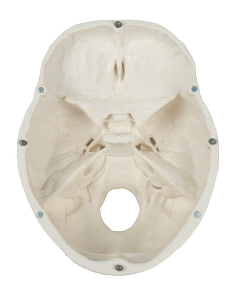 Model craniu, 3 piese - EZ Augmented Anatomy