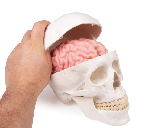 Model craniu, 3 piese - EZ Augmented Anatomy