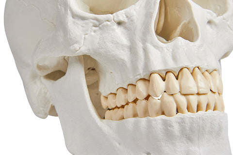 Model craniu, 3 piese - EZ Augmented Anatomy