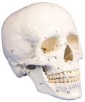 Model craniu, 3-piese, numerotat