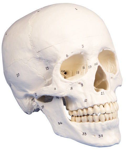Model craniu, 3-piese, numerotat