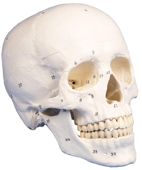 Model craniu, 3-piese, numerotat