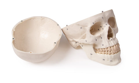 Model craniu, 3-piese, numerotat