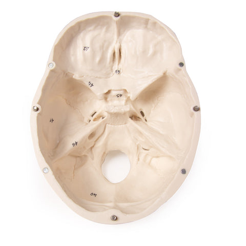 Model craniu, 3-piese, numerotat