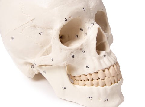 Model craniu, 3-piese, numerotat