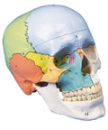 Model craniu, 3-piese, vopsit didactic