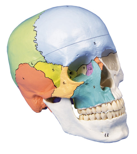 Model craniu, 3-piese, vopsit didactic