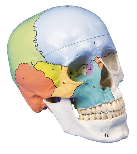 Model craniu, 3-piese, vopsit didactic