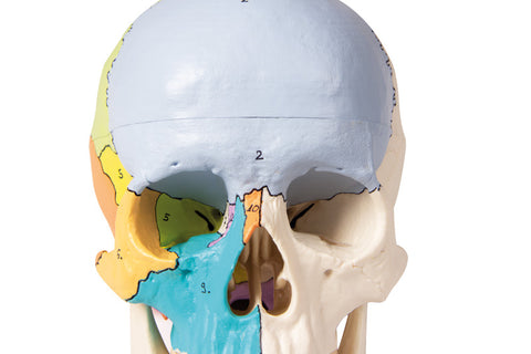 Model craniu, 3-piese, vopsit didactic