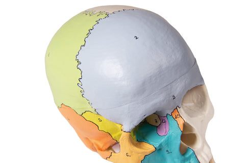 Model craniu, 3-piese, vopsit didactic