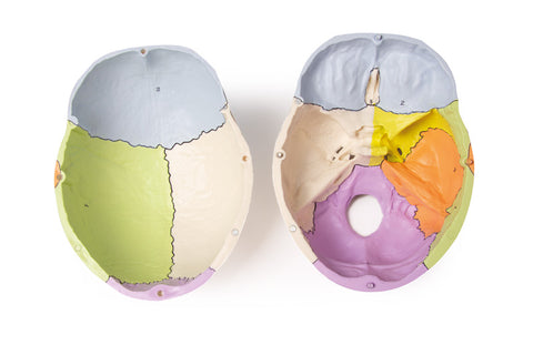 Model craniu, 3-piese, vopsit didactic