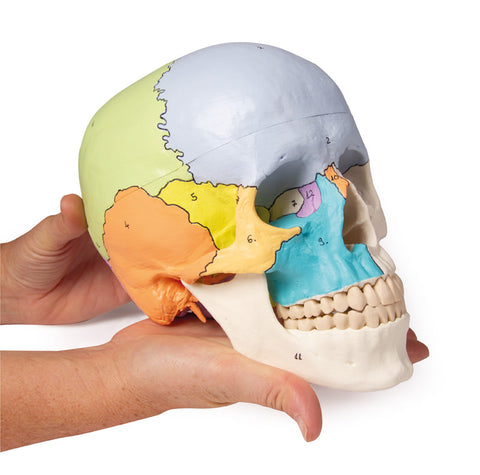 Model craniu, 3-piese, vopsit didactic