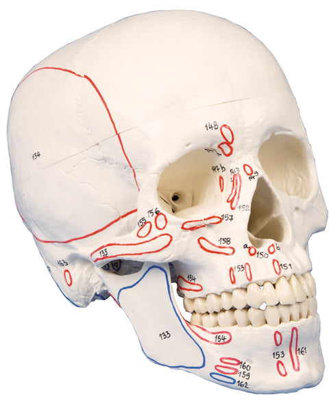 Model craniu, 3-piese, cu marcarea mușchilor