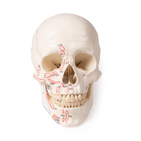 Model craniu, 3-piese, cu marcarea mușchilor