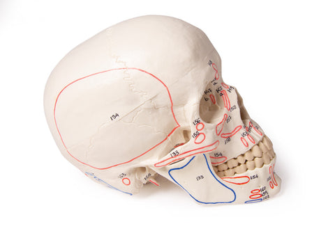 Model craniu, 3-piese, cu marcarea mușchilor