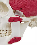 Craniu cu mușchi masticatori, 3 piese