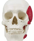 Craniu cu mușchi masticatori, 3 piese
