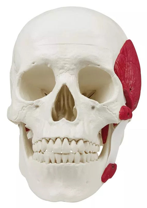 Craniu cu mușchi masticatori, 3 piese