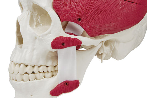 Skull with masticatory muscles, 3-part