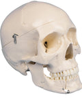 Craniu dentar, 4 piese