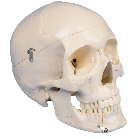 Craniu dentar, 4 piese