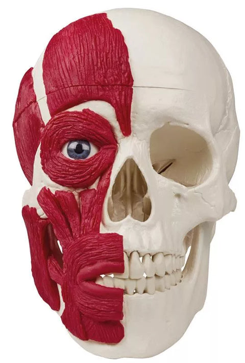 Craniu cu musculatură