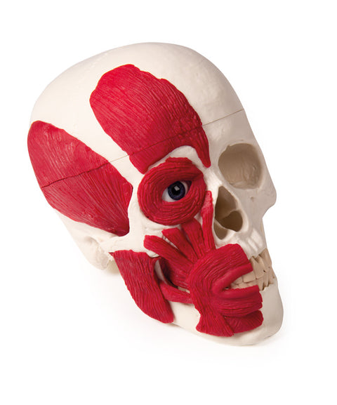 Craniu cu musculatură