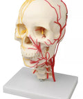 Craniu neurovascular