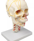 Craniu neurovascular