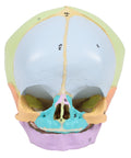 Craniu fetal didactic, săptămâna 40