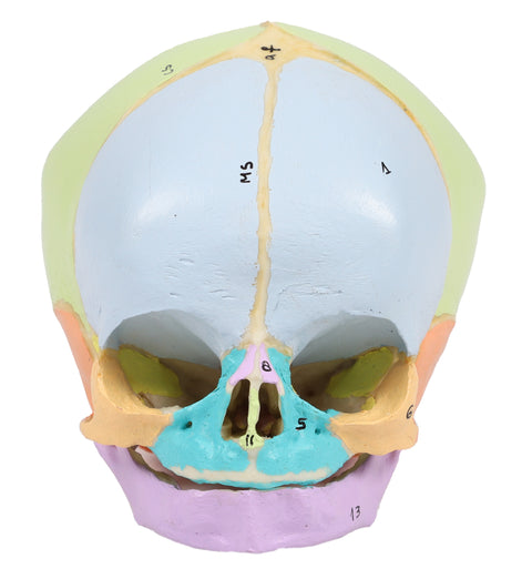 Craniu fetal didactic, săptămâna 40