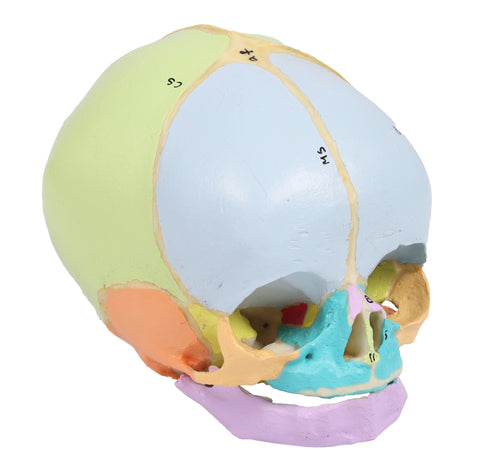 Craniu fetal didactic, săptămâna 40