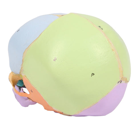 Craniu fetal didactic, săptămâna 40