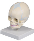 Craniu fetal, săptămâna 30