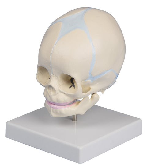 Craniu fetal, săptămâna 30