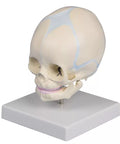 Craniu fetus, săptămâna 30