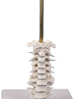 Model craniu, 3 piese cu suport craniu și coloană vertebrală cervicală
