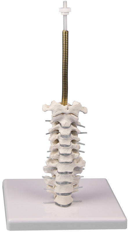 Model craniu, 3 piese cu suport craniu și coloană vertebrală cervicală
