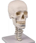 Model craniu, 3 piese cu suport craniu și coloană vertebrală cervicală