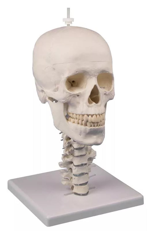 Model craniu, 3 piese cu suport craniu și coloană vertebrală cervicală