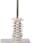 Model craniu, 3 piese cu suport craniu și coloană vertebrală cervicală