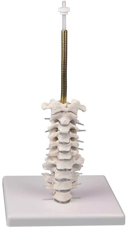 Model craniu, 3 piese cu suport craniu și coloană vertebrală cervicală