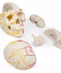 Craniu neurovascular cu creier