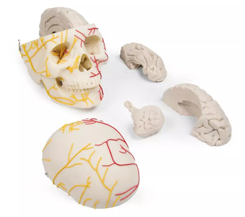 Craniu neurovascular cu creier