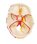 Craniu neurovascular cu creier