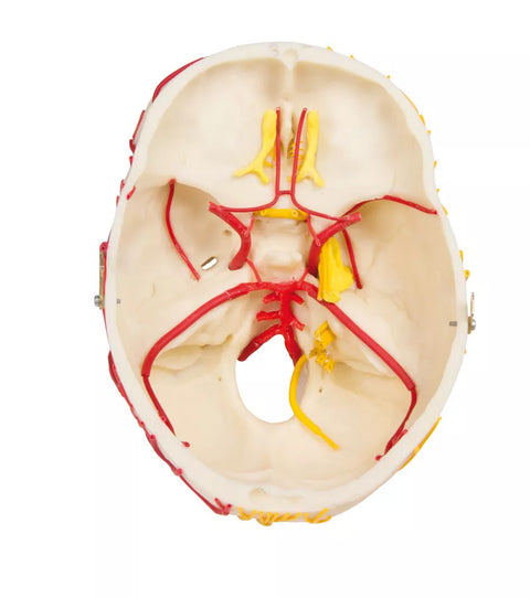 Craniu neurovascular cu creier