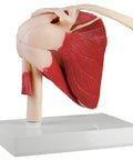 Articulația umerului, mărime naturală, cu mușchi - EZ Augmented Anatomy