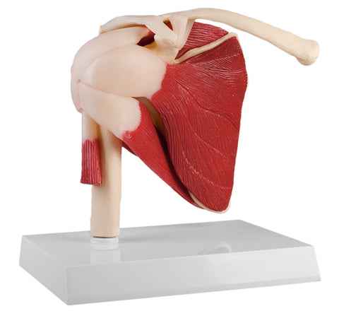Articulația umerului, mărime naturală, cu mușchi - EZ Augmented Anatomy